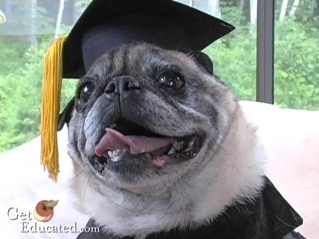 Educated dog with mortarboard