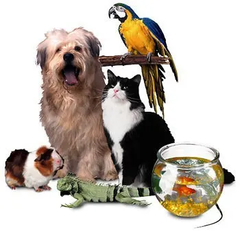 Wonkhe pets