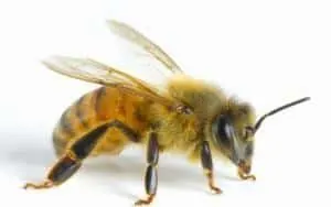 Wonkhe Bee