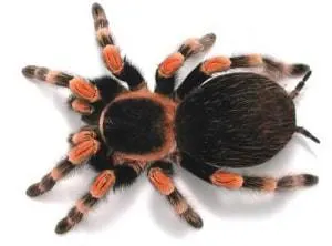 Wonkhe Tarantula