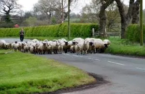 Wonkhe herding sheep