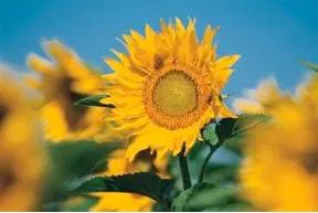Wonkhe Sunflower