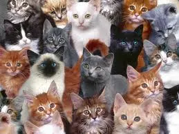 Wonkhe Cats