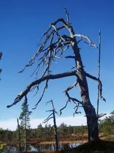 It is an ex-tree. It has ceased to be.