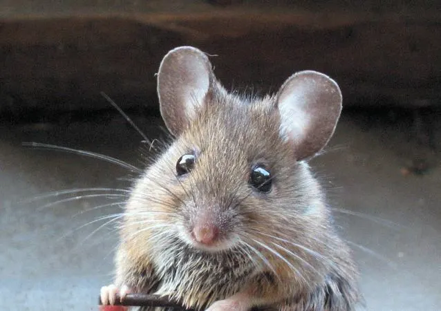 Wonkhe mouse