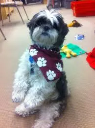 Cooper