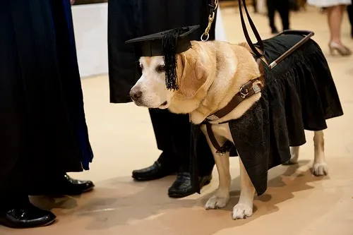 Woof
