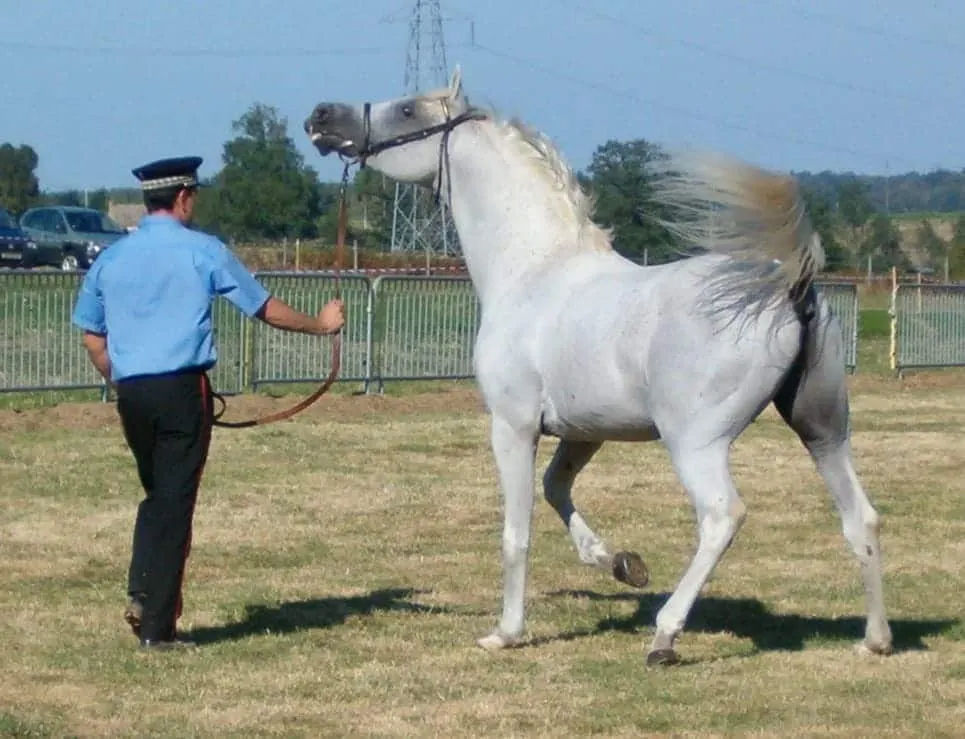 Not the horse in question